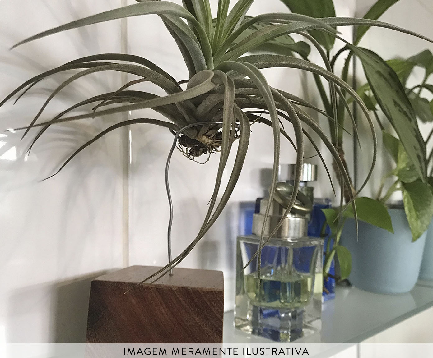 Suporte Tillandsia image number 2